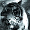 More Avatars to free download