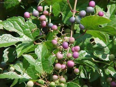 Фотографии к статье: Ампелопсис (виноградовник) (Ampelopsis)