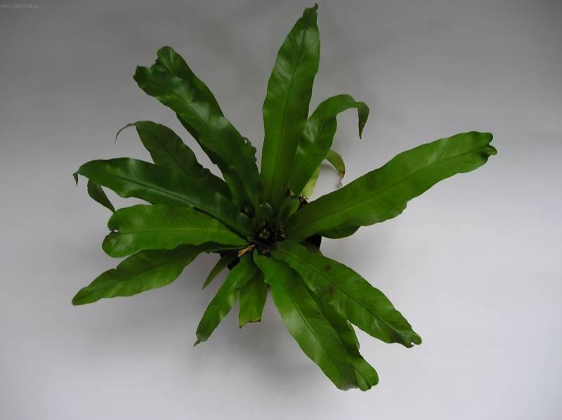 Фотографии к статье: Асплениум (листовник) сколопендровый (Asplenium scolopendrium)