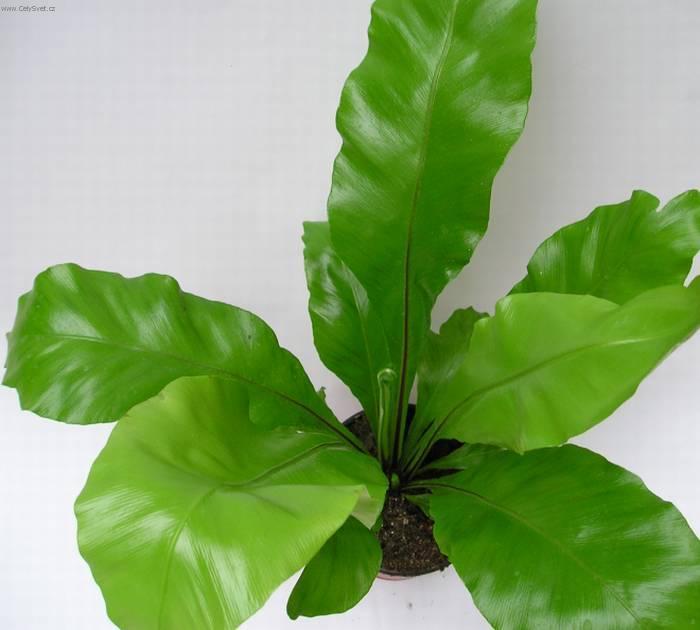 Фотографии к статье: Асплениум волосовидный (костенец волосовидный) (Asplenium trichomanes)