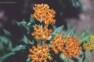 Фотографии к статье: Астильба Арендса (Astilbe arendsii)