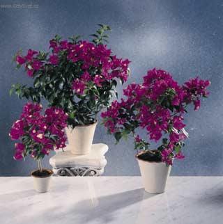 Фотографии к статье: Бугенвиллия голая (Bougainvillea glabra)