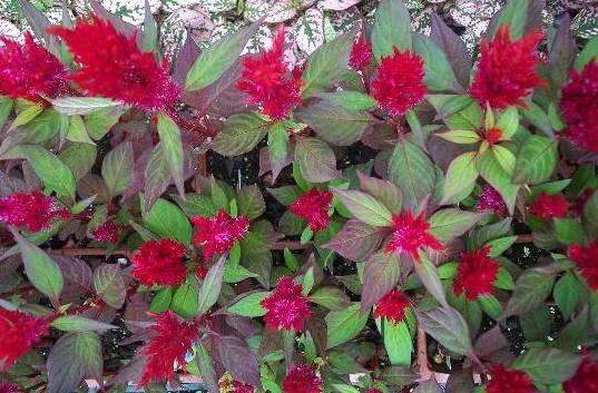 Фотографии к статье: Целозия (Celosia)