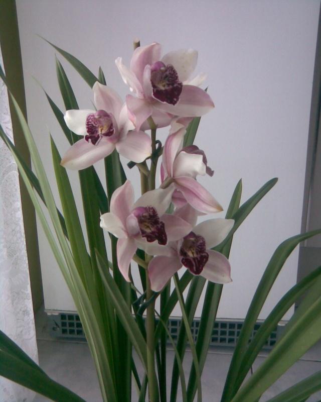 Фотографии к статье: Цимбидиум (Cymbidium orchid)