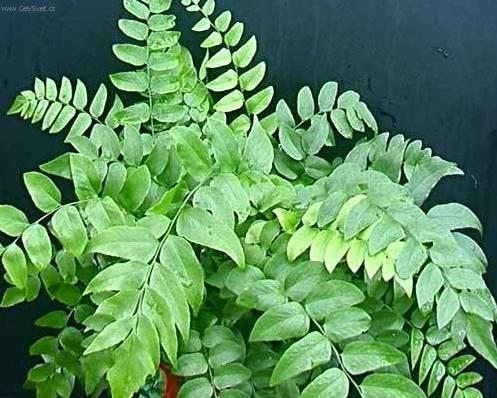 Фотографии к статье: Циртомиум (Cyrtomium)