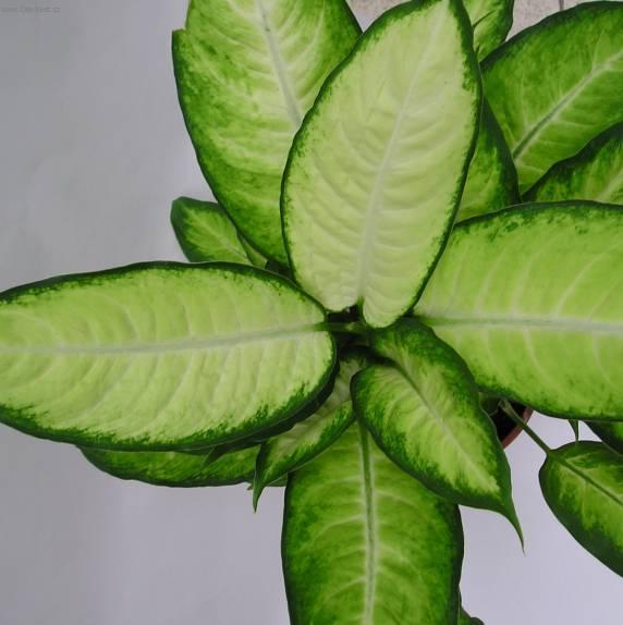 Фотографии к статье: Диффенбахия прелестная (Dieffenbachia amoena)