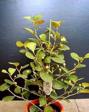 Фотографии к статье: Фикус дельтовидный (Ficus deltoidea)
