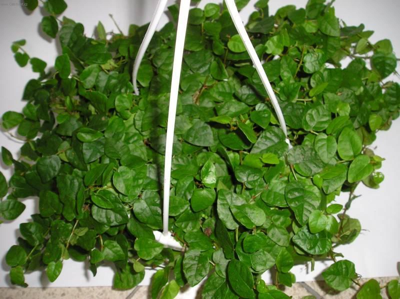 Фотографии к статье: Фикус карликовый (Ficus pumila)