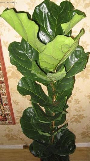 Фотографии к статье: Фикус лировидный (Ficus lyrata)