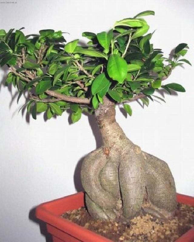 Фотографии к статье: Фикус притупленный (Ficus Retusa)