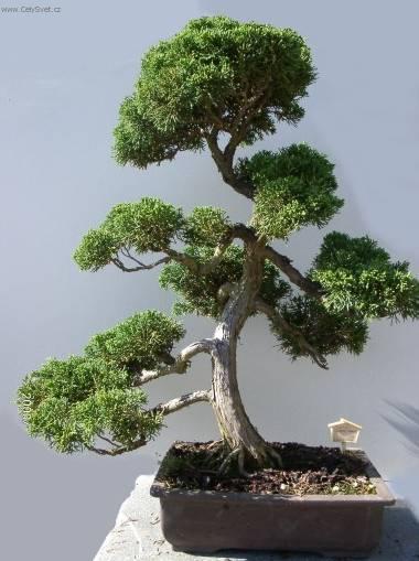 Фотографии к статье: Фисташка (Pistacia)