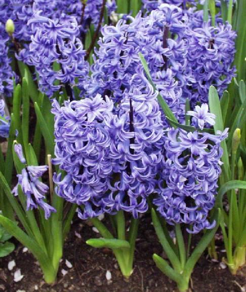 Фотографии к статье: Гиацинт восточный (Hyacinthus  orientalis)