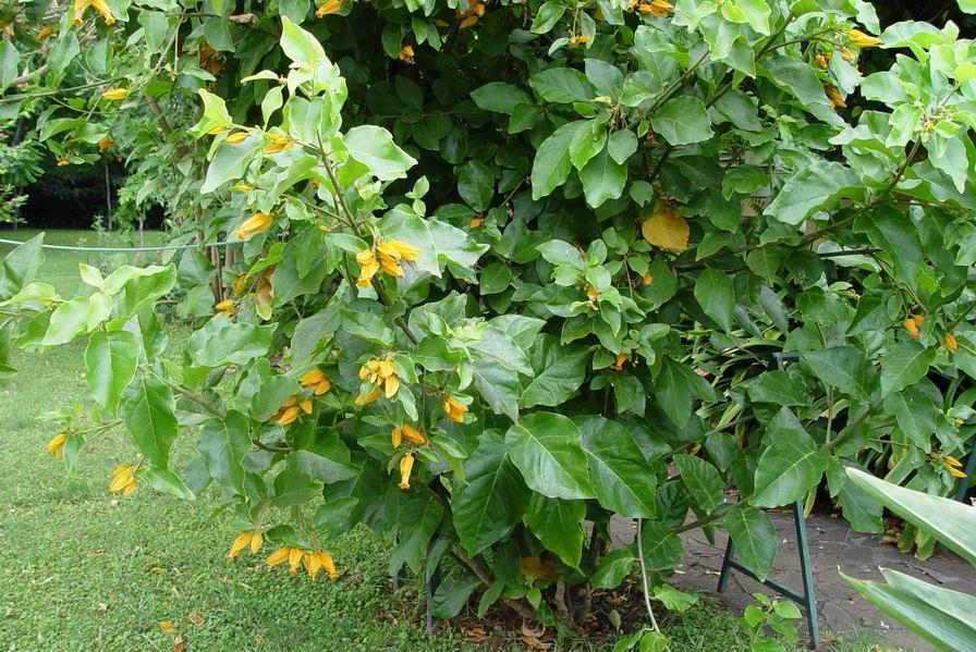 Фотографии к статье: Хуануллоа оранжевая (Juanulloa aurantiaca)