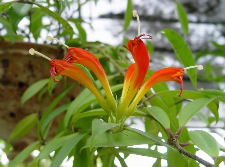Фотографии к статье: Эсхинантус (Aeschynanthus)