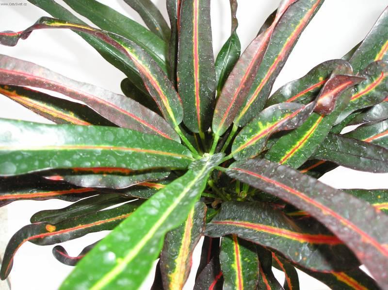 Фотографии к статье: Кодиеум (кротон) пестрый (Codieum variegatum pictum)