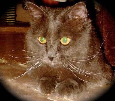 Фотографии к статье: Йорк (йоркская шоколадная кошка) (York Cat) / Советы по уходу и воспитанию породы кошек, описание кошки, помощь при болезнях, фотографии, дискусии и форум.