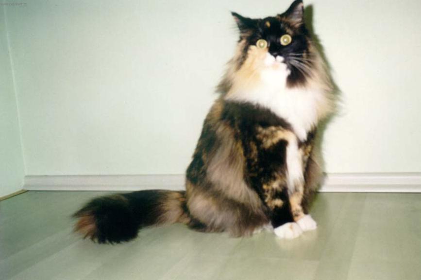 Фотографии к статье: Норвежская лесная кошка (Norwegian Forest Cat) / Советы по уходу и воспитанию породы кошек, описание кошки, помощь при болезнях, фотографии, дискусии и форум.