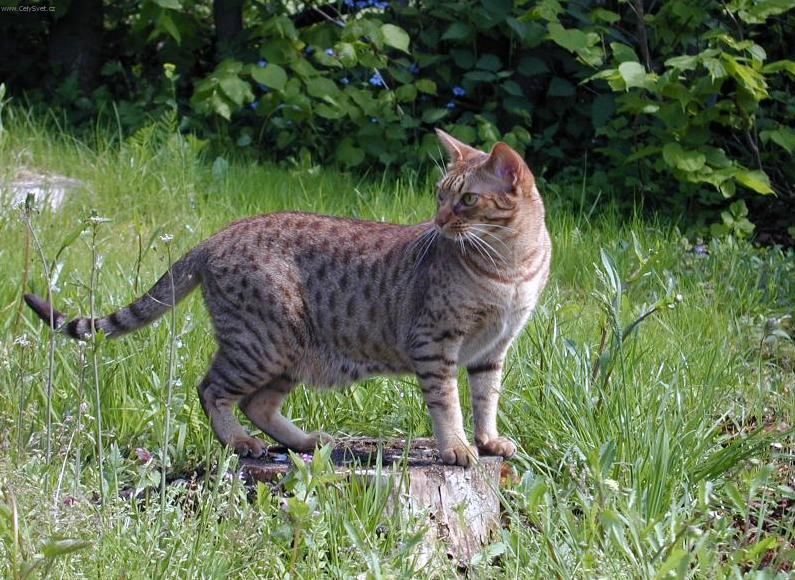 Фотографии к статье: Оцикет (Ocicat Cat) / Советы по уходу и воспитанию породы кошек, описание кошки, помощь при болезнях, фотографии, дискусии и форум.