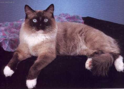 Фотографии к статье: Рэгдолл (Ragdoll Cat) / Советы по уходу и воспитанию породы кошек, описание кошки, помощь при болезнях, фотографии, дискусии и форум.