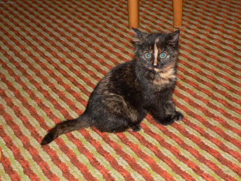 Фотографии к статье: Травмы (Injuries) / Советы по уходу и воспитанию породы кошек, описание кошки, помощь при болезнях, фотографии, дискусии и форум.