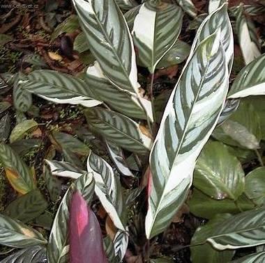 Фотографии к статье: Ктенанта (Ctenanthe)