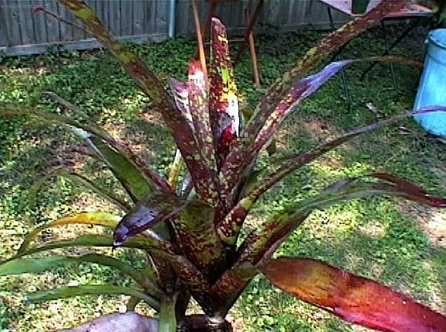 Фотографии к статье: Неорегелия (Neorgelia)