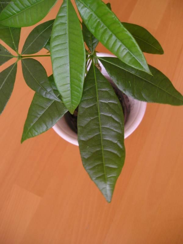 Фотографии к статье: Пахира (Pachira)