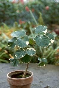 Фотографии к статье: Полисциас (Polyscias)