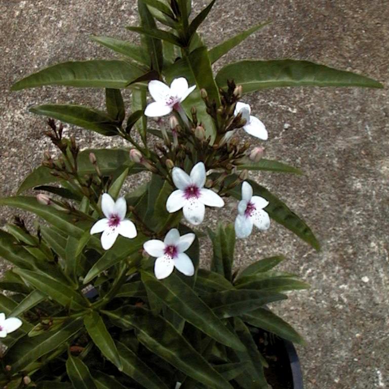 Фотографии к статье: Псевдэрантемум (Pseuderanthemum)