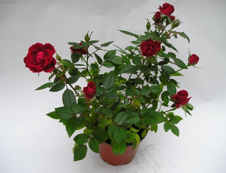 Фотографии к статье: Роза (Rosa)