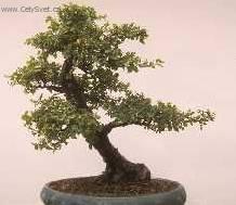 Фотографии к статье: Сагереция чайная (Sageretia theezans)