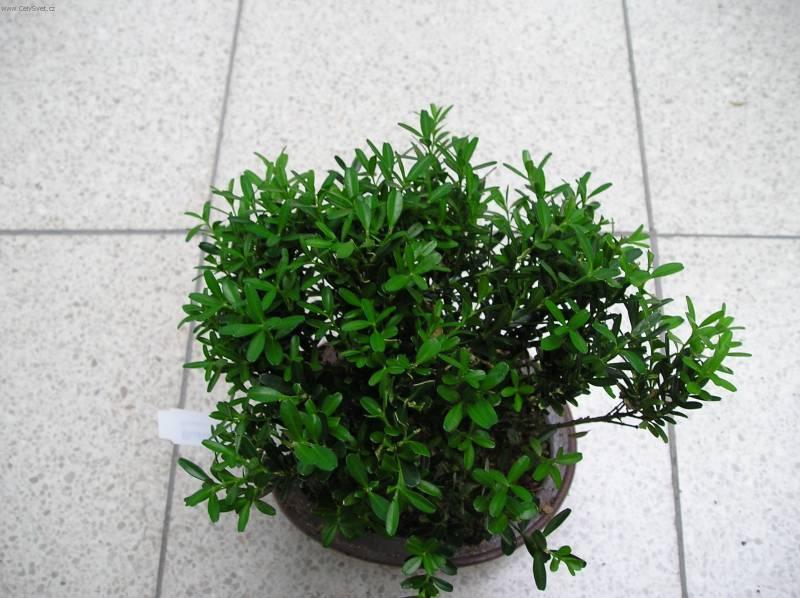 Фотографии к статье: Самшит Гарланда (Buxus harlandii, buxus microphylla sinica)