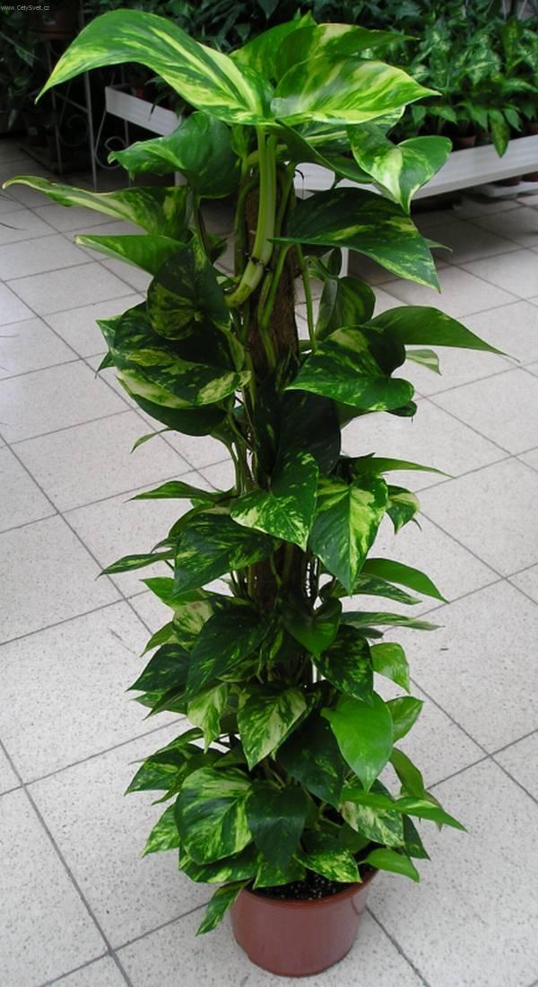 Фотографии к статье: Сциндапсус (Scindapsus)