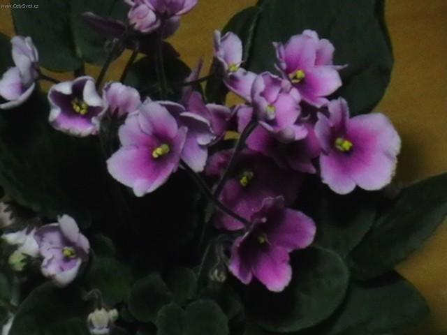 Фотографии к статье: Сенполия, узумбарская фиалка (Saintpaulia)