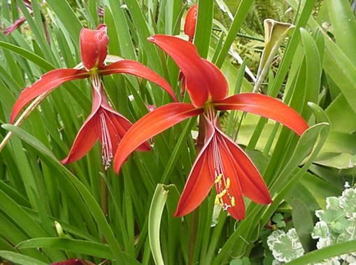 Фотографии к статье: Шпрекелия великолепная (Sprecelia formosissima)