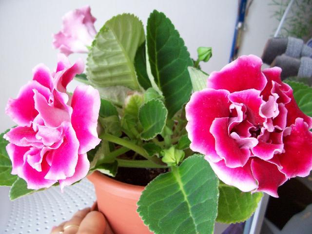 Фотографии к статье: Синнингия (Глоксиния) (Sinningia)