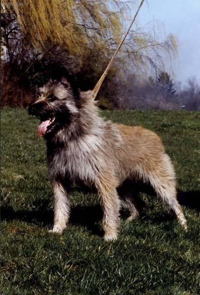 Фотографии к статье: Арденский бувье (Bouvier Des Ardennes) / Советы по уходу и воспитанию породы собак, описание собаки, помощь при болезнях, фотографии, дискусии и форум.