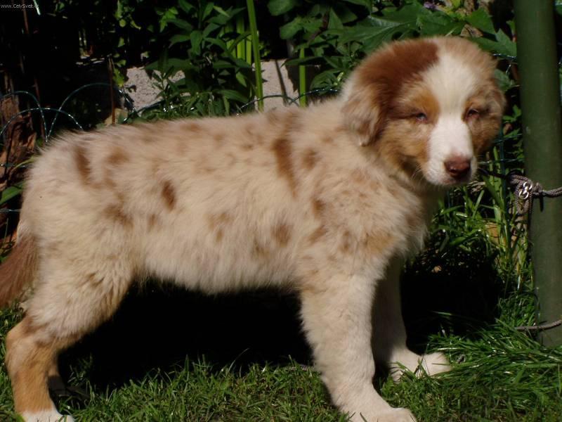 Фотографии к статье: Австралийская овчарка (Australian Shepherd Dog) / Советы по уходу и воспитанию породы собак, описание собаки, помощь при болезнях, фотографии, дискусии и форум.