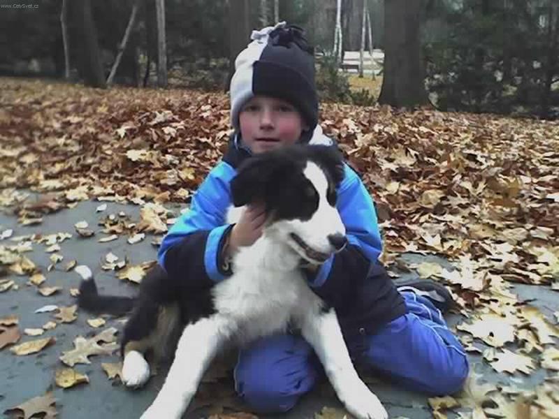 Фотографии к статье: Австралийская овчарка (Australian Shepherd Dog) / Советы по уходу и воспитанию породы собак, описание собаки, помощь при болезнях, фотографии, дискусии и форум.