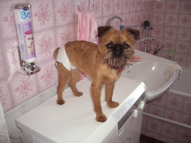 Фотографии к статье: Бельгийский гриффон (Griffon belge, Belgian Griffon) / Советы по уходу и воспитанию породы собак, описание собаки, помощь при болезнях, фотографии, дискусии и форум.