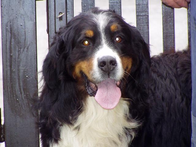 Фотографии к статье: Бернер зенненхунд (Бернская пастушья собака) (Berner Sennenhund) / Советы по уходу и воспитанию породы собак, описание собаки, помощь при болезнях, фотографии, дискусии и форум.