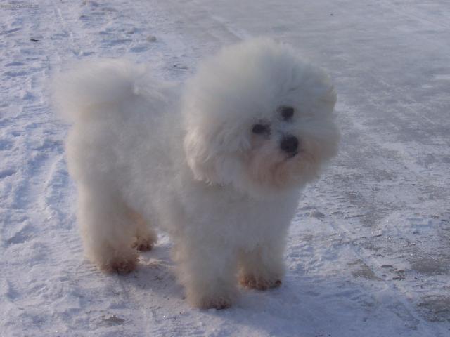 Фотографии к статье: Бишон фризе (кудрявый бишон) (Bichon frise) / Советы по уходу и воспитанию породы собак, описание собаки, помощь при болезнях, фотографии, дискусии и форум.