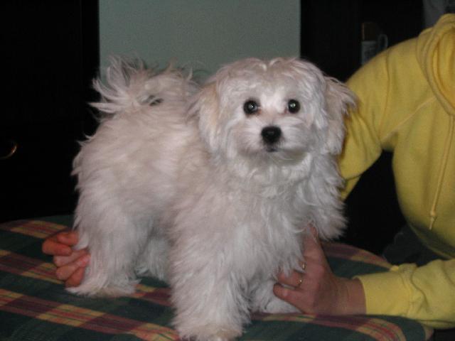 Фотографии к статье: Болоньез (Bolognese) / Советы по уходу и воспитанию породы собак, описание собаки, помощь при болезнях, фотографии, дискусии и форум.