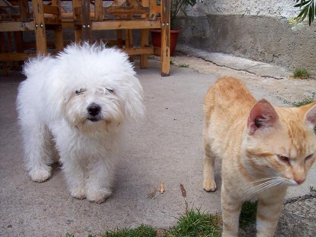 Фотографии к статье: Болоньез (Bolognese) / Советы по уходу и воспитанию породы собак, описание собаки, помощь при болезнях, фотографии, дискусии и форум.