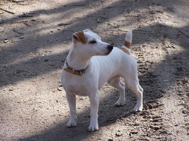 Фотографии к статье: Джек-рассел-терьер (Jack Russell Terrier) / Советы по уходу и воспитанию породы собак, описание собаки, помощь при болезнях, фотографии, дискусии и форум.