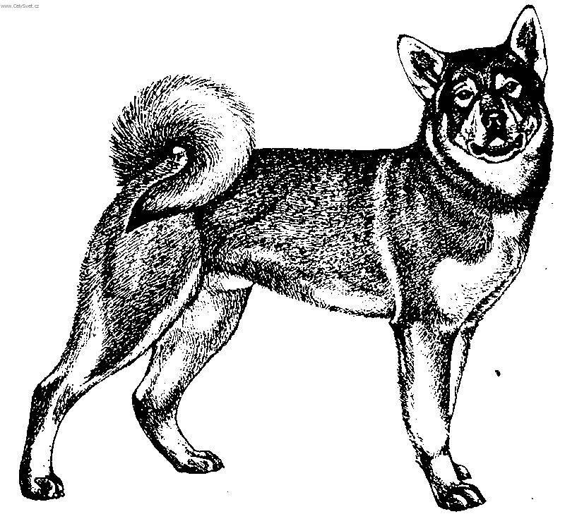 Фотографии к статье: Емтхунд (шведская лайка) (Jamthund, Swedish Elkhound) / Советы по уходу и воспитанию породы собак, описание собаки, помощь при болезнях, фотографии, дискусии и форум.