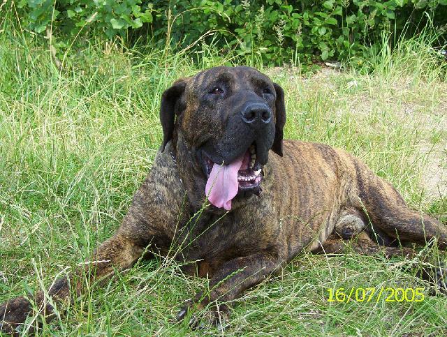 Фотографии к статье: Фила-бразилейру (Fila Brasileiro) / Советы по уходу и воспитанию породы собак, описание собаки, помощь при болезнях, фотографии, дискусии и форум.