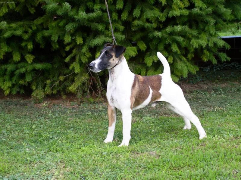 Фотографии к статье: Фокстерьер гладкошерстный (Fox Terrier Smooth) / Советы по уходу и воспитанию породы собак, описание собаки, помощь при болезнях, фотографии, дискусии и форум.