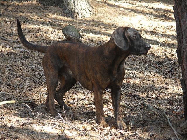 Фотографии к статье: Ганноверская гончая (Hannoverscher Schweisshund, Hanoverian Scenthound) / Советы по уходу и воспитанию породы собак, описание собаки, помощь при болезнях, фотографии, дискусии и форум.