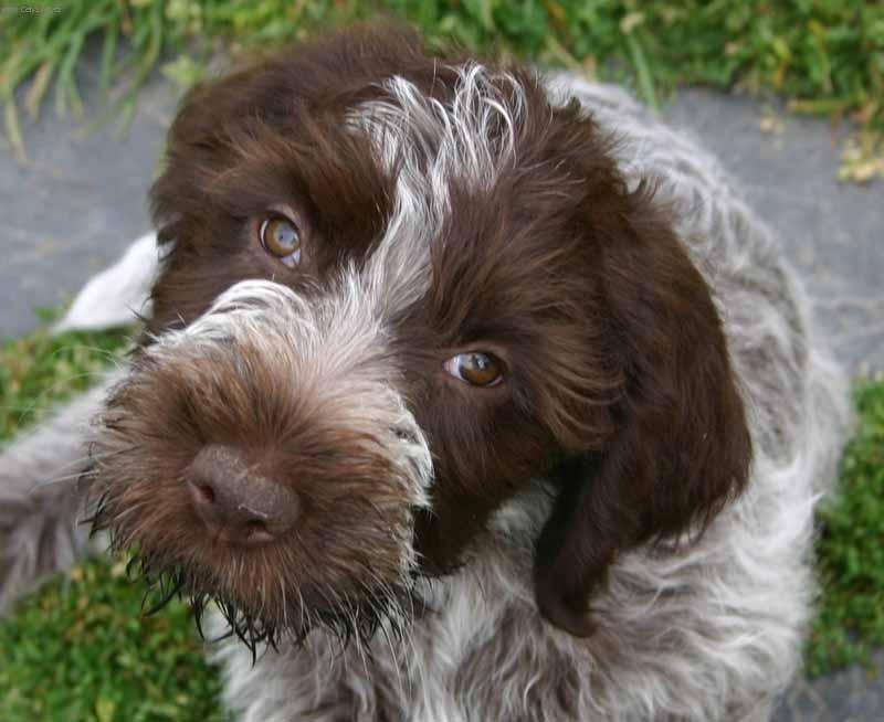 Фотографии к статье: Гриффон Кортальса (жесткошерстный пойнтер-гриффон) (Griffon darret а poil dur Korthals) / Советы по уходу и воспитанию породы собак, описание собаки, помощь при болезнях, фотографии, дискусии и форум.